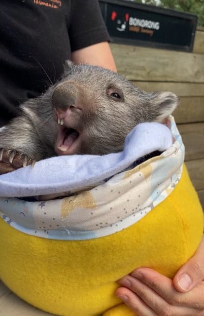 A Pouch, A Wombat, A Whole Lot of Heart (Free Sewing Pattern)