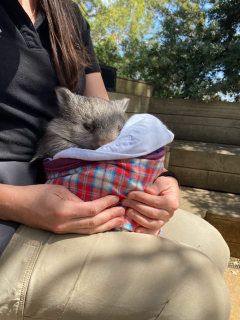 A Pouch, A Wombat, A Whole Lot of Heart (Free Sewing Pattern)