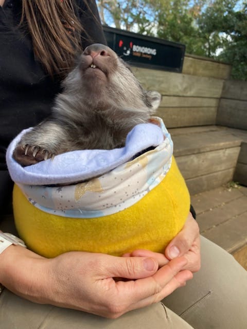 A Pouch, A Wombat, A Whole Lot of Heart (Free Sewing Pattern)